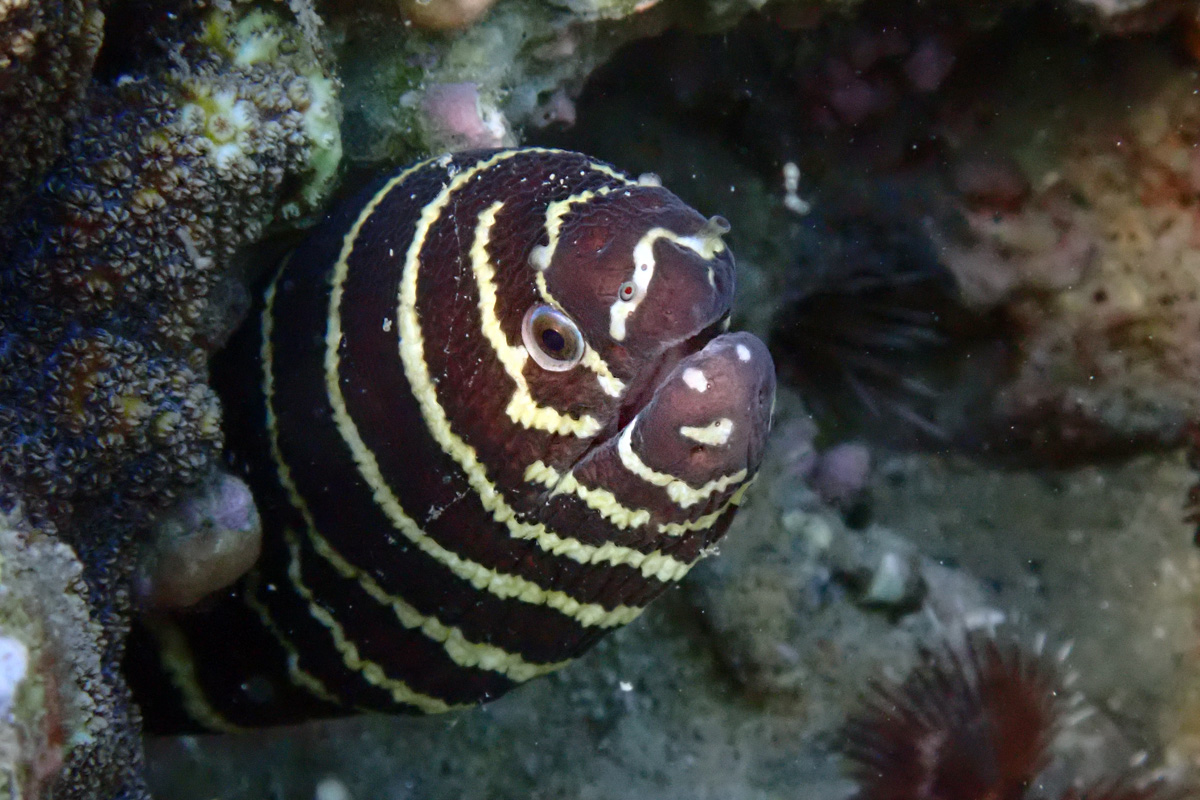 Zebra Moray – ゼブラウツボ
