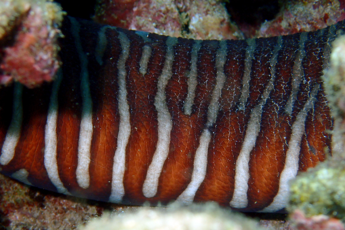 Zebra Moray – ゼブラウツボ