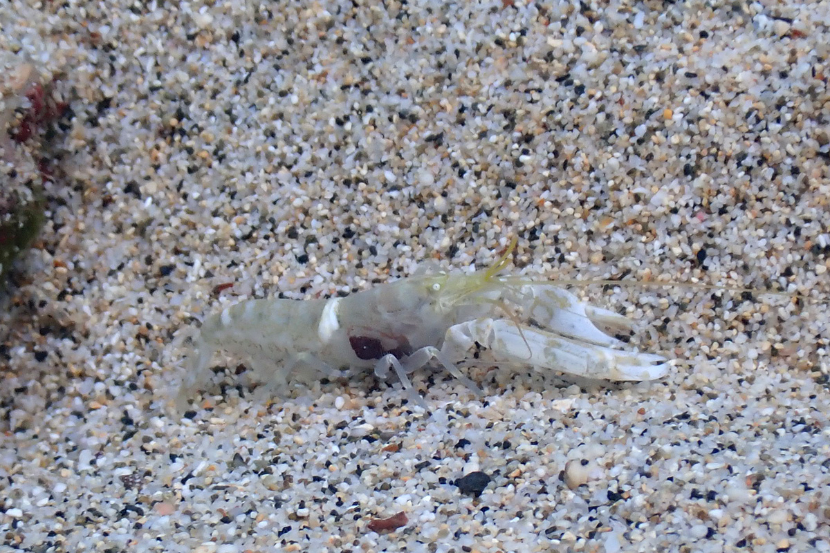 Djeddah Snapping Shrimp – モンツキテッポウエビ