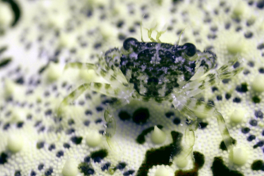Green Crab
