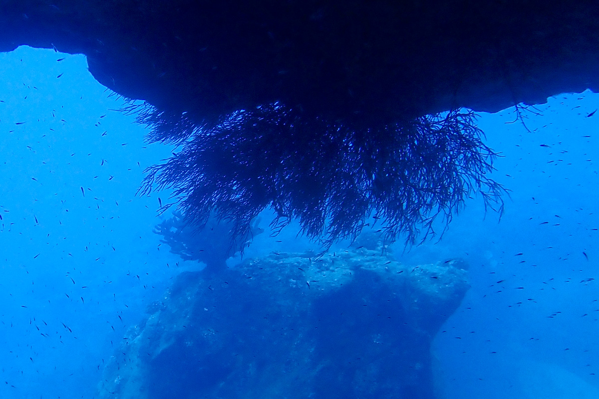 Black Coral