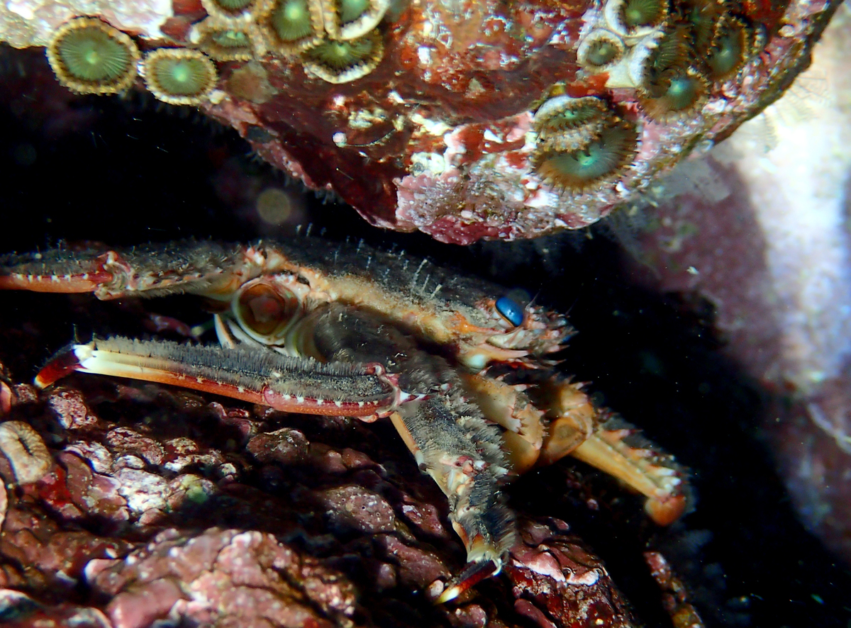 Blue-eyed Rock Crab