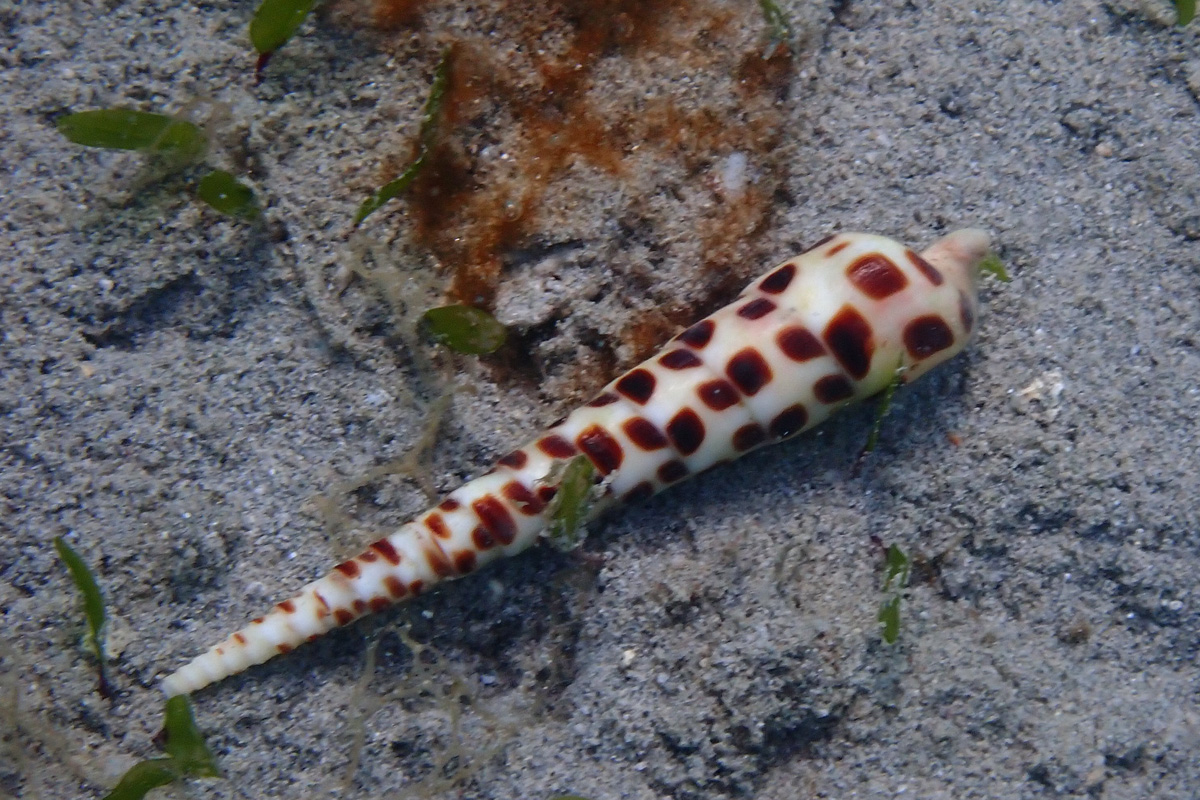 Chocolate Spotted Auger – タケノコガイ