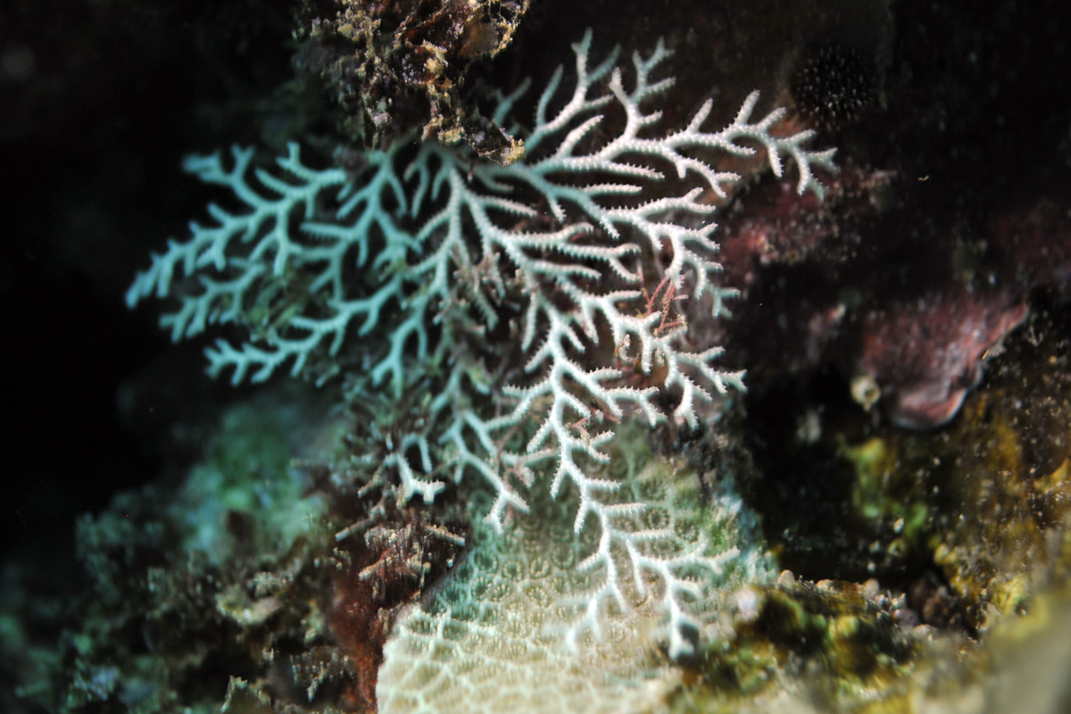 Small Hawaiian Sea Fans