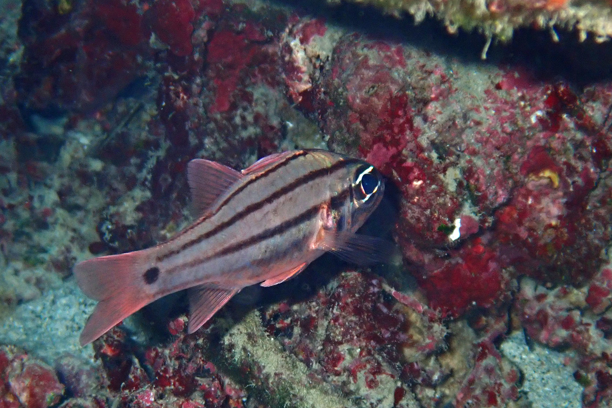 Fourline Cardinalfish – オオスジイシモチ