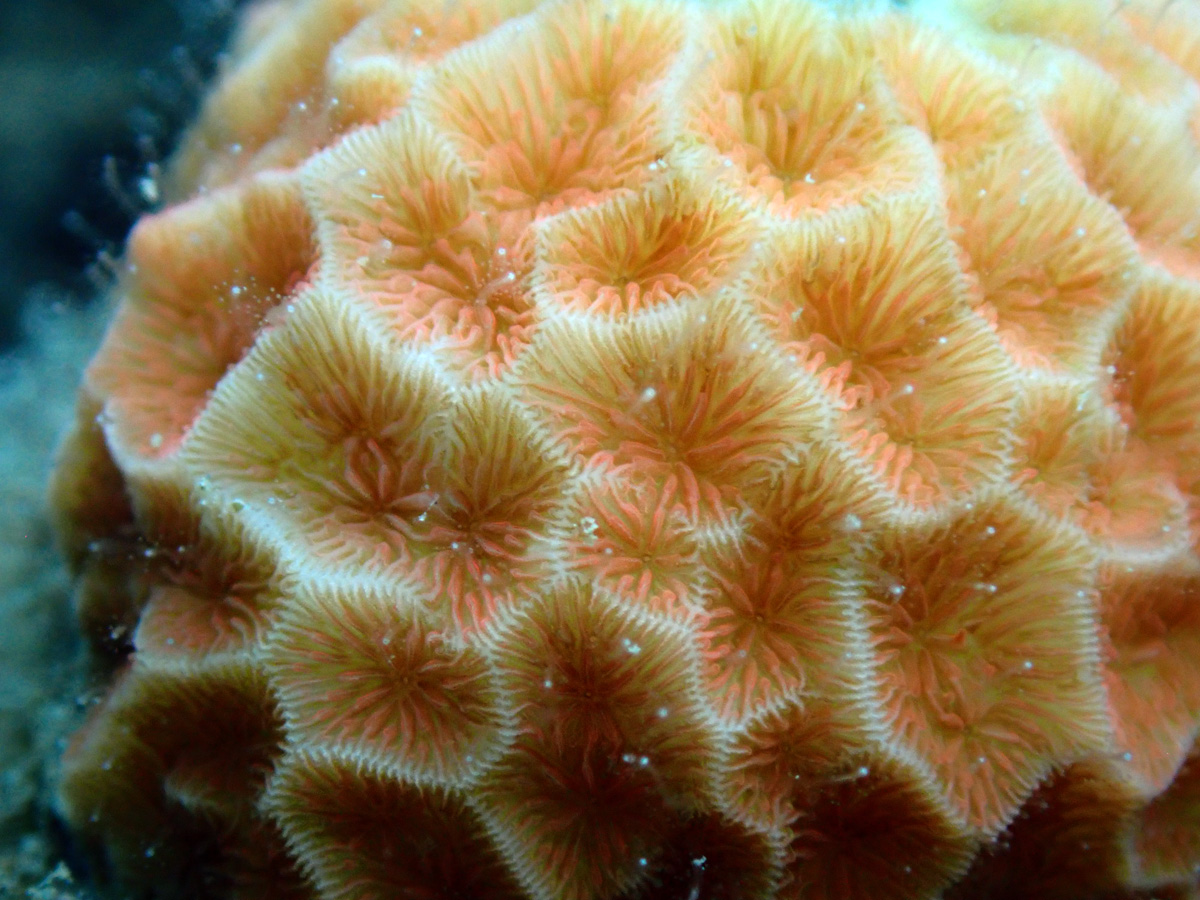 Honeycomb Coral – ヒラフキサンゴ