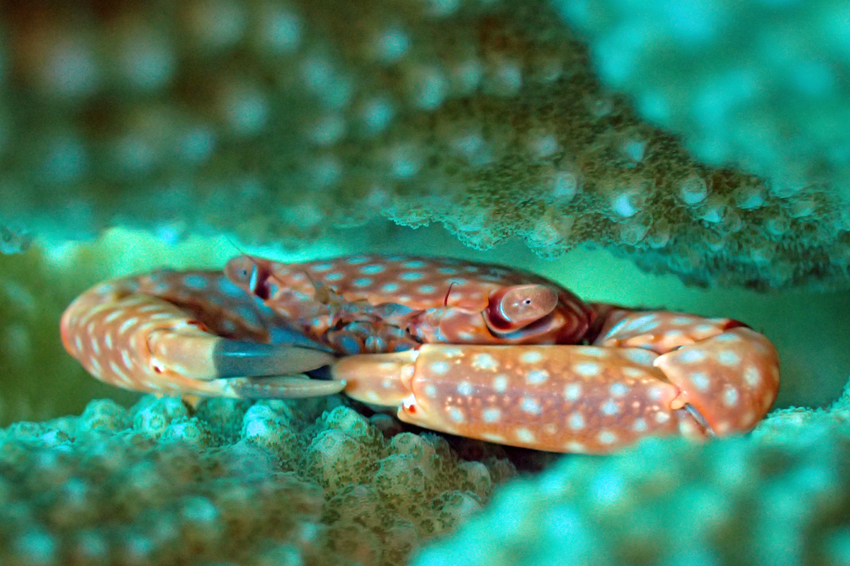 Yellow-spotted Guard Crab – アラメサンゴガニ