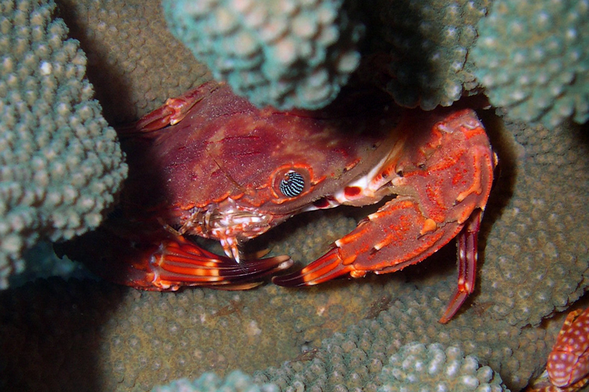 Hawaiian Swimming Crab
