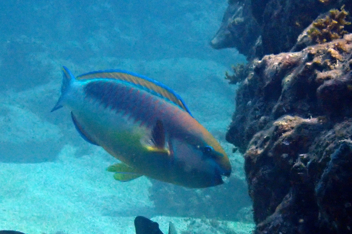Parrotfish