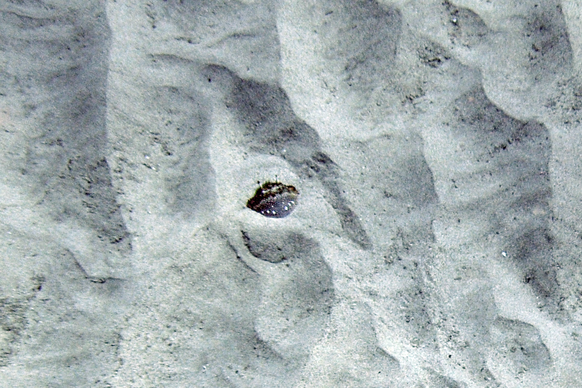 Kona Crab – アサヒガニ