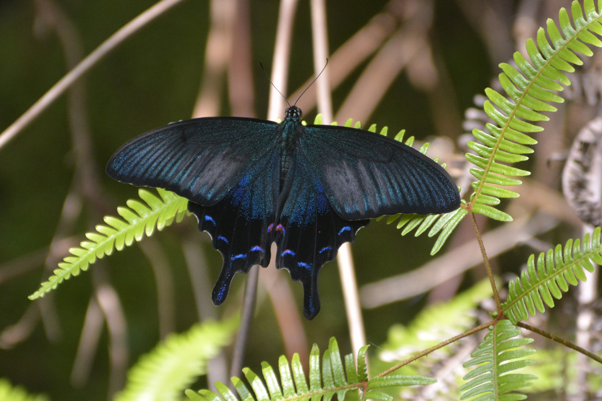 Okinawa Peacock – オキナワカラスアゲハ