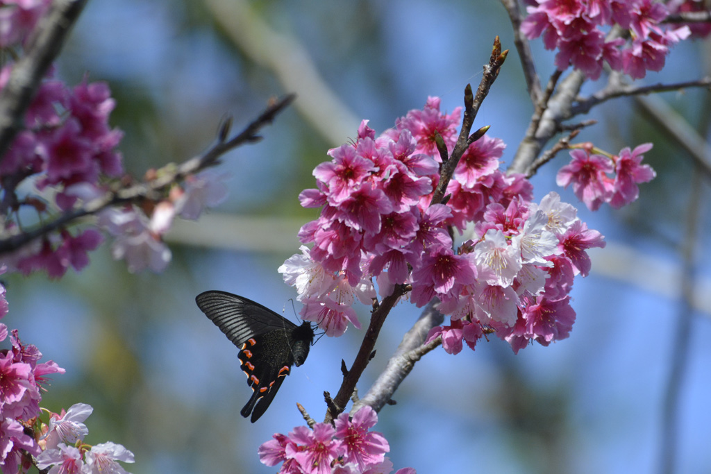 Spangle Swallowtail – クロアゲハ