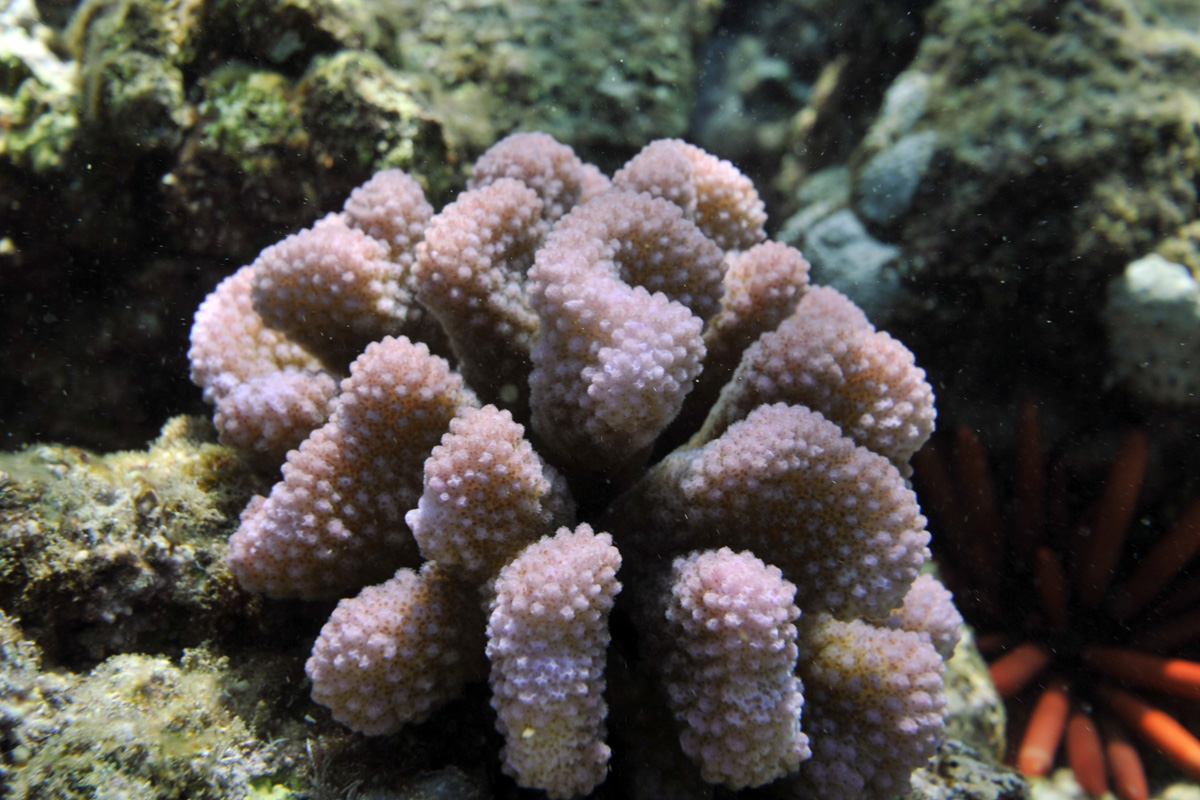 Cauliflower Coral – ハナヤサイサンゴ