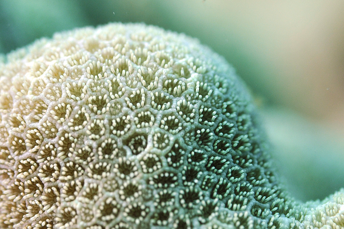 Porites