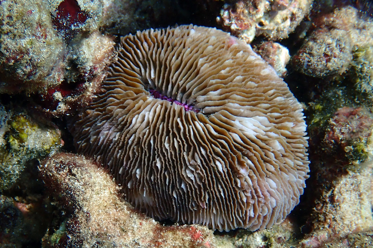 Razor Coral