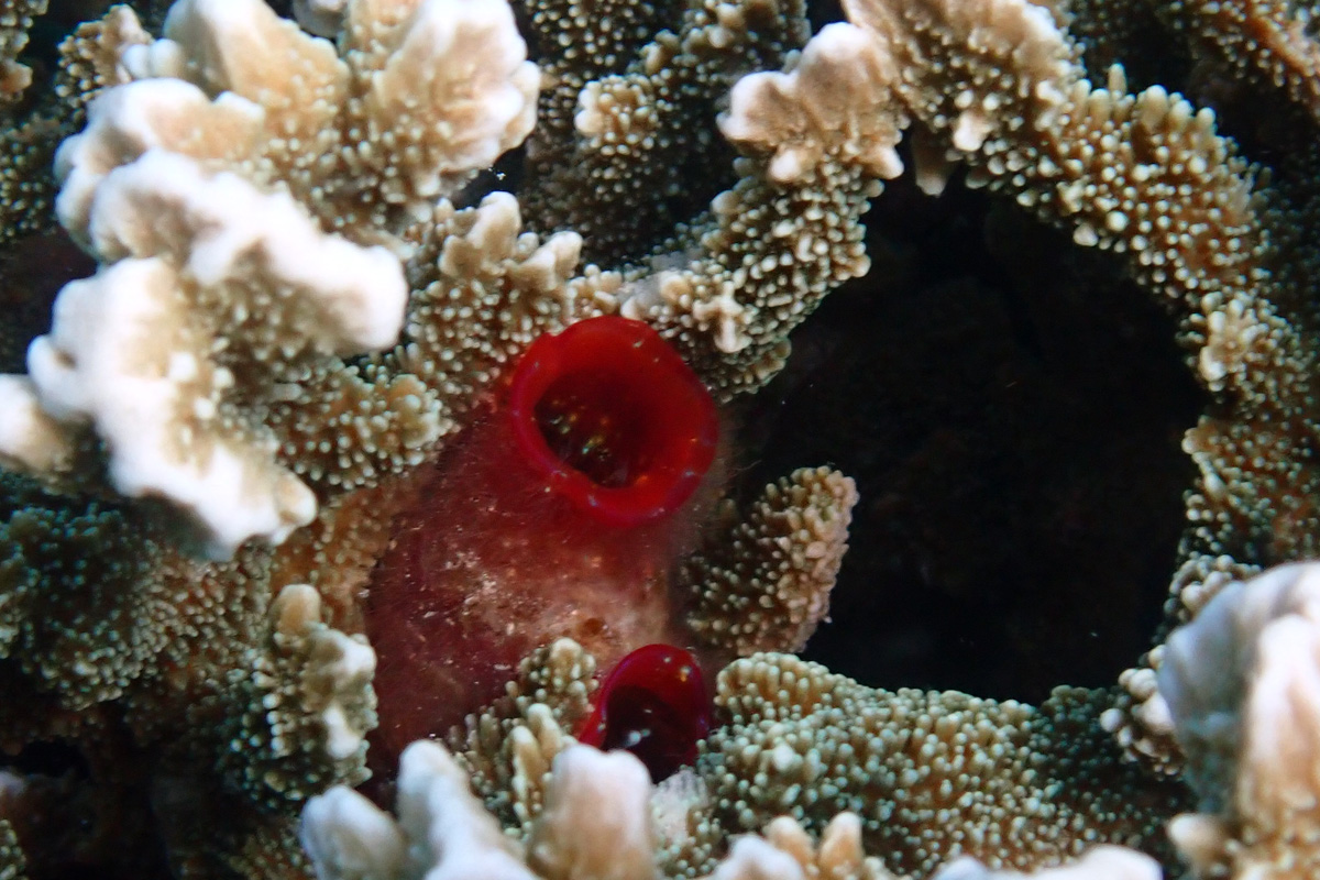 Red Tunicate