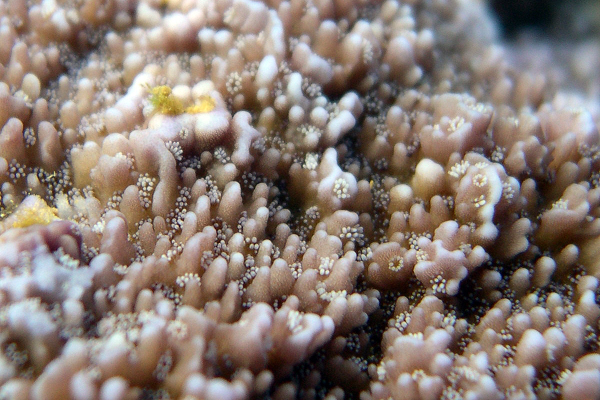 Rice Coral – コモンサンゴ