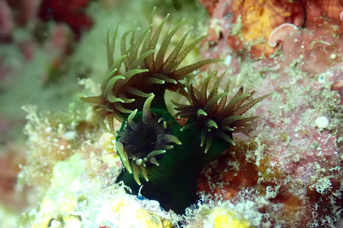 Black Sun Coral – ナンヨウキサンゴ