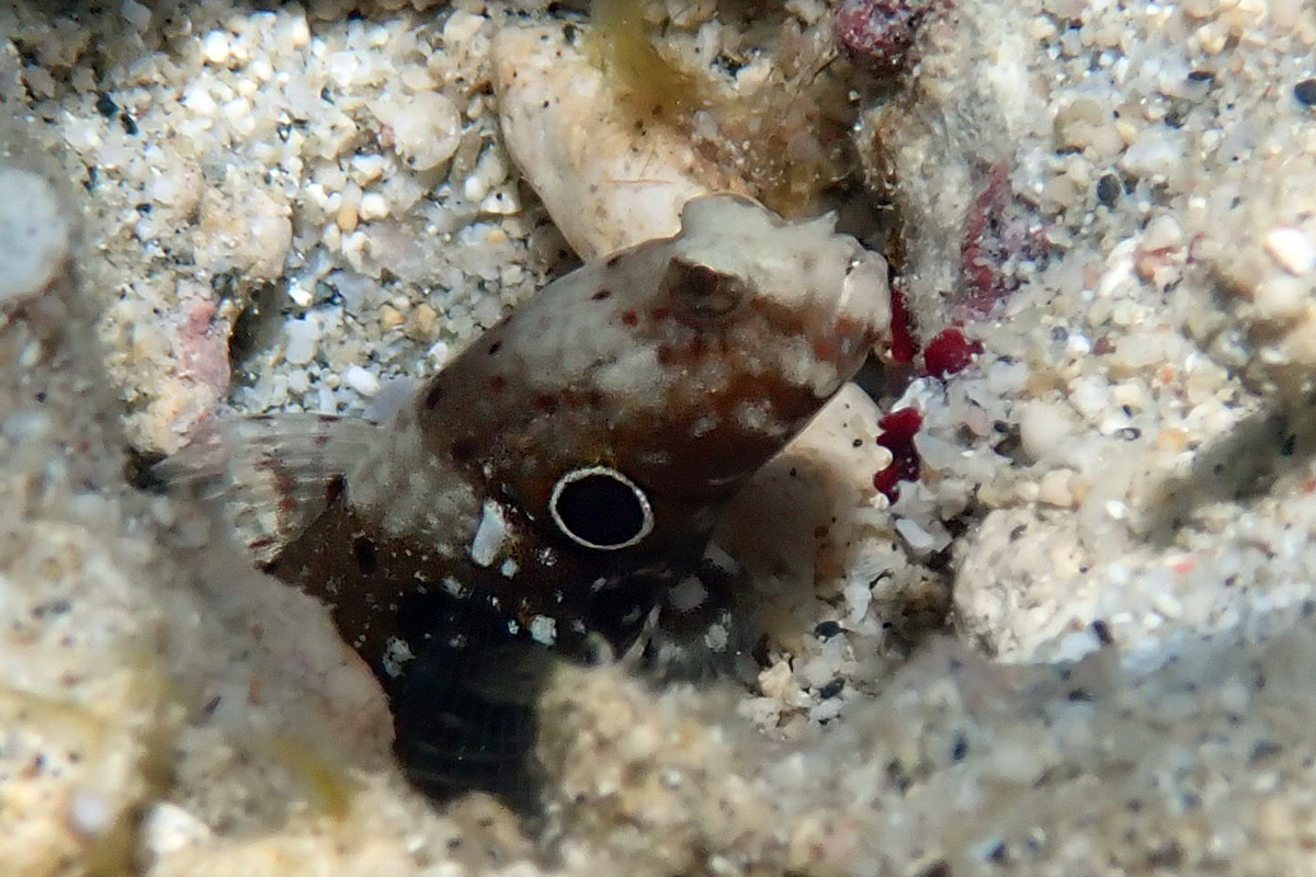 Blackspot Shrimpgoby – クロホシハゼ