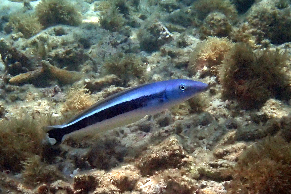 Blue Tilefish – キツネアマダイ