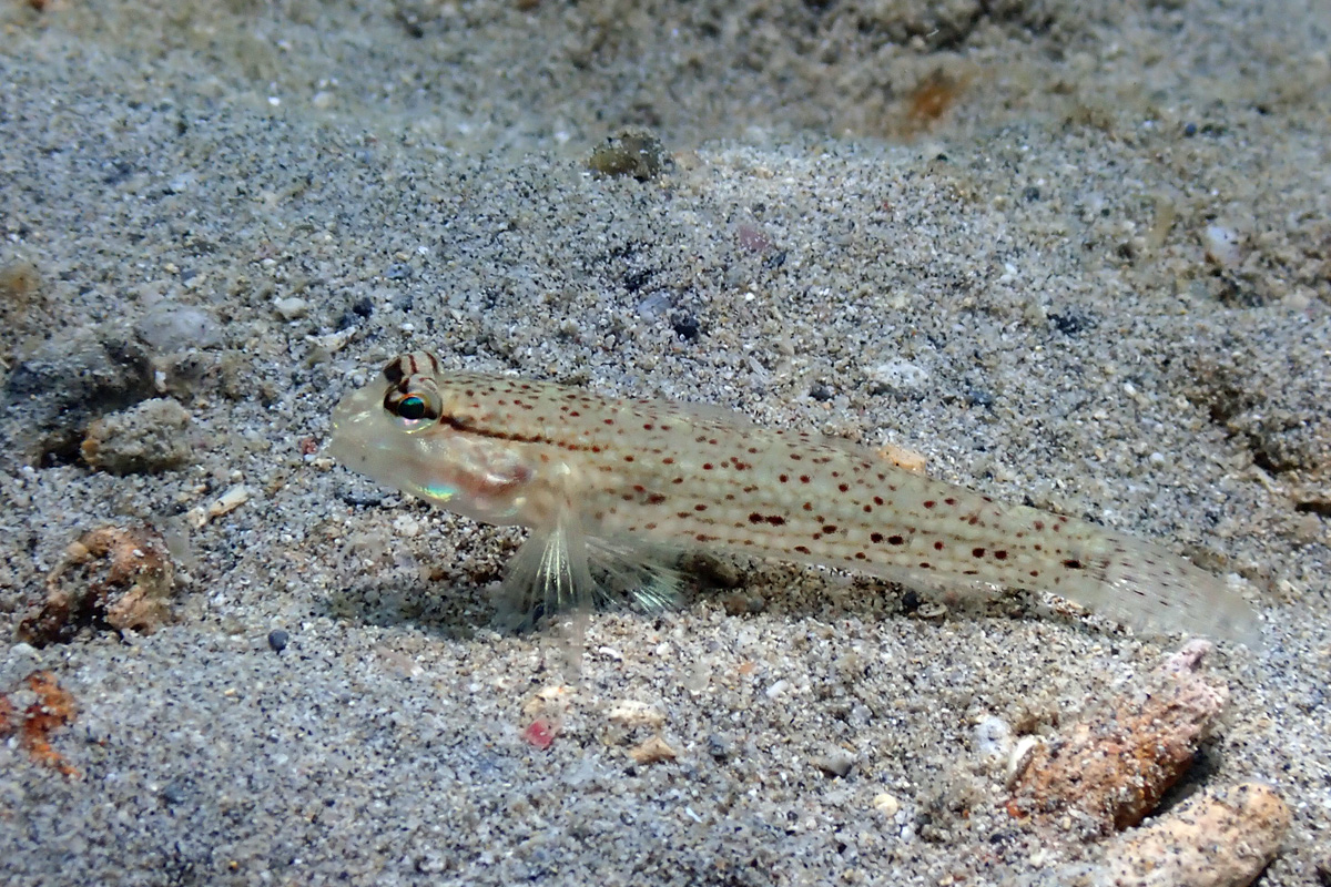 Campbell’s Sandgoby – クツワハゼ