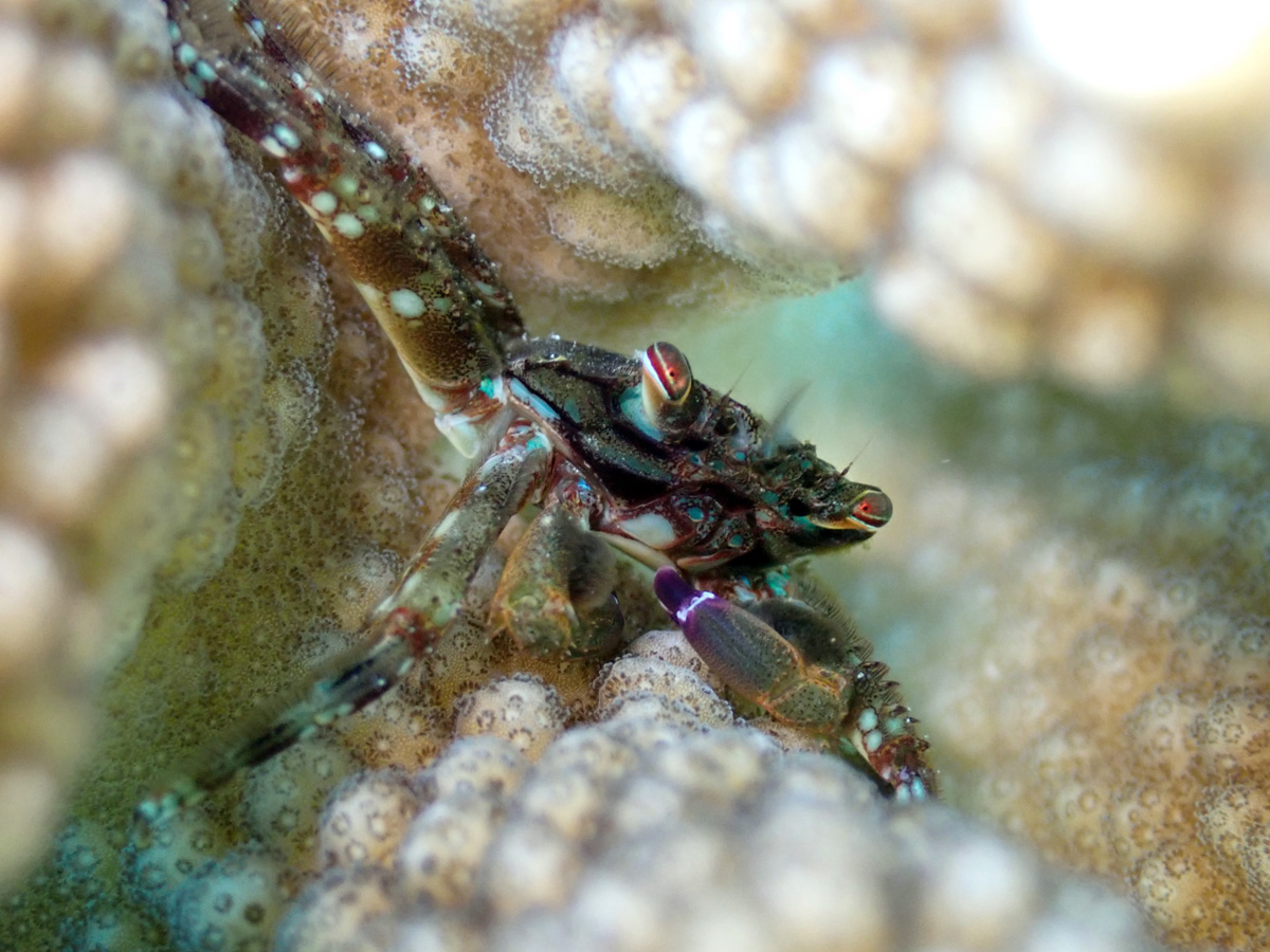 Crab in Pocillopora
