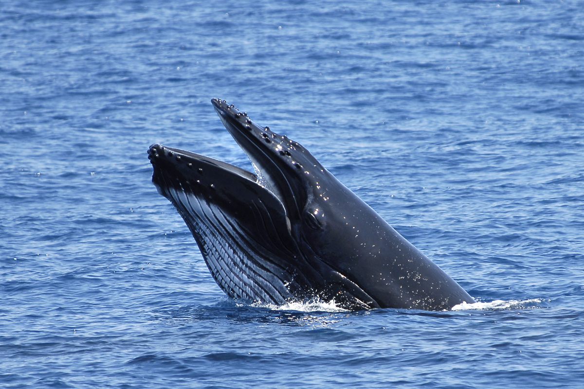 Marine Mammals