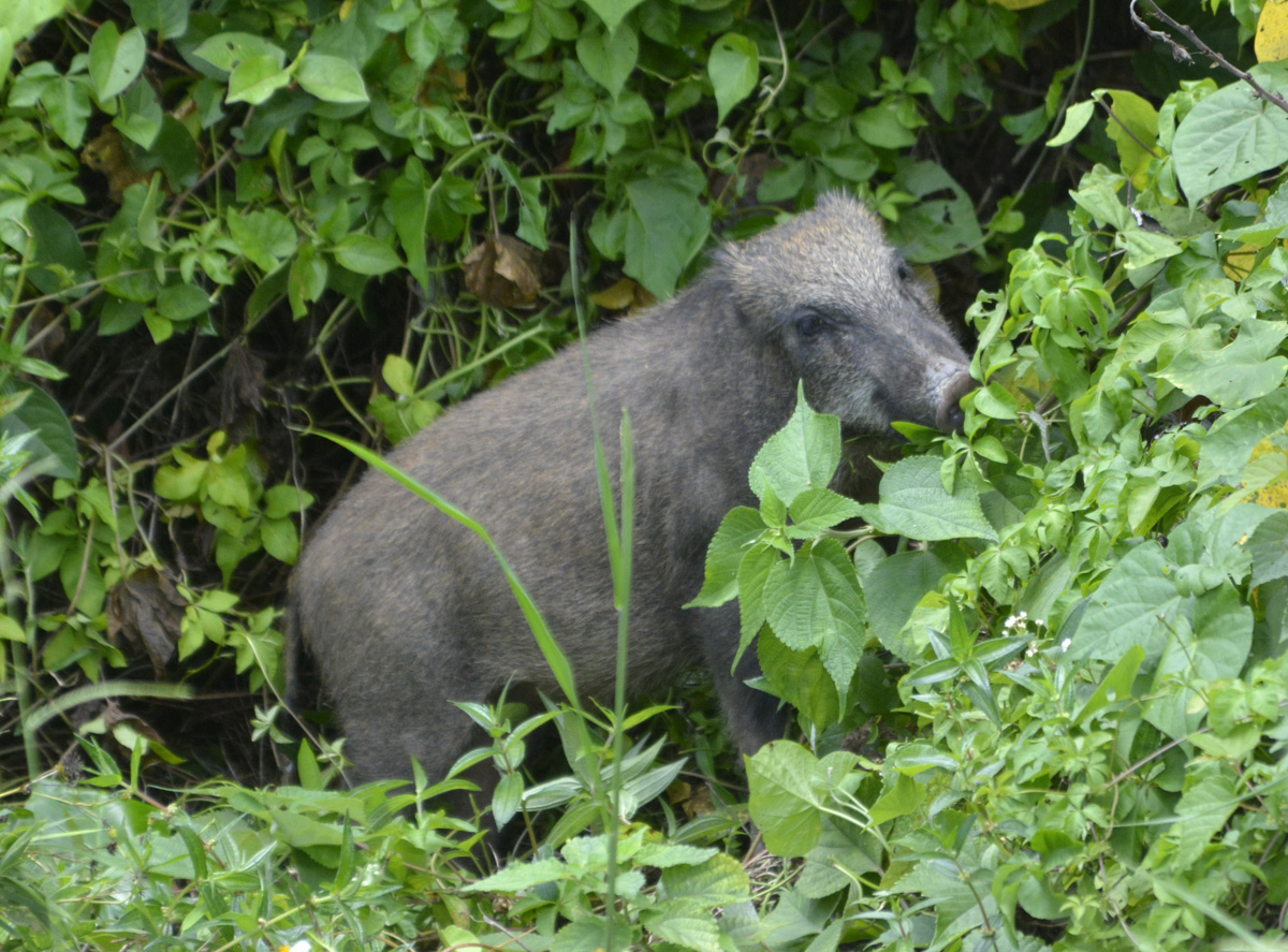 Ryukyu Wild Boar – リュウキュウイノシシ