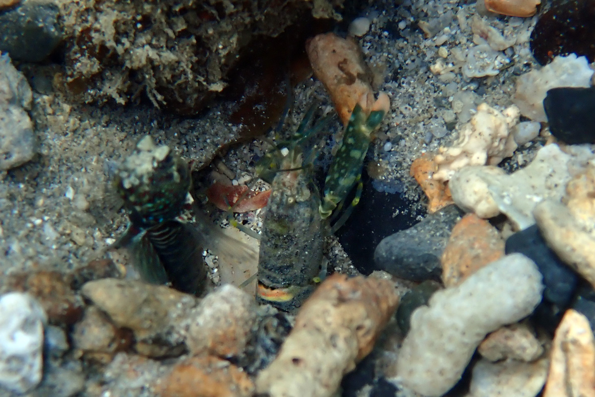 Alpheus macellarius – ホリテッポウエビ