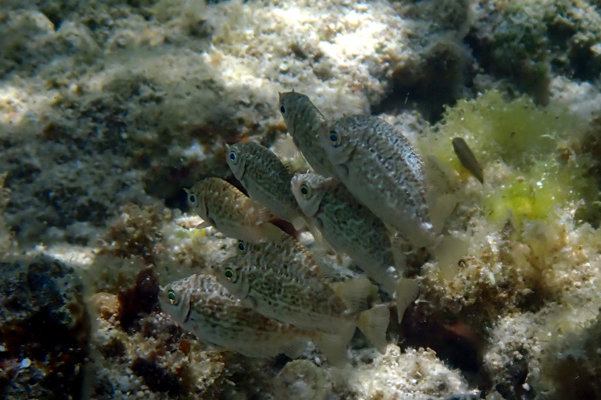 Rabbitfish