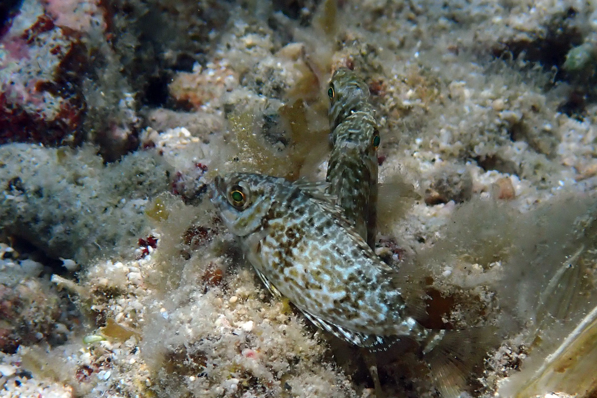 Rabbitfish