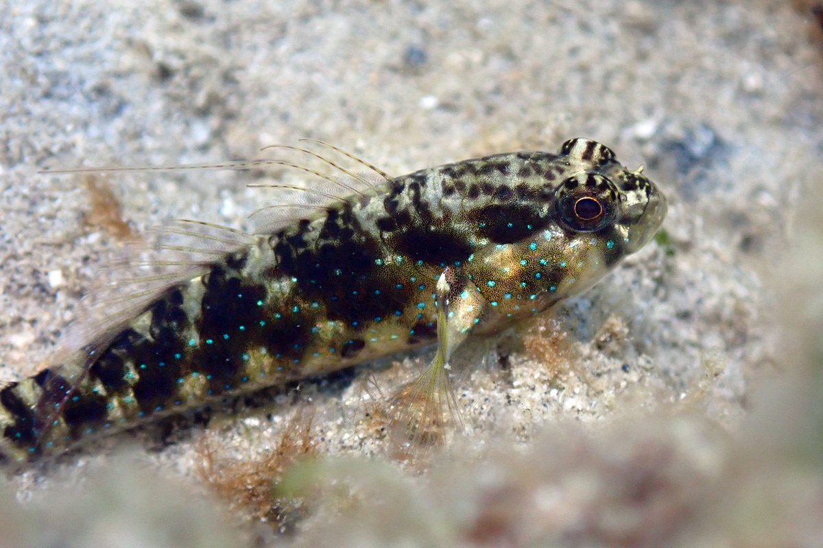 Starry Goby – ホシハゼ
