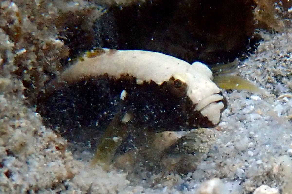Whitecap Shrimpgoby – オドリハゼ