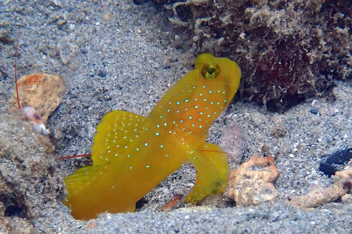 Yellow Shrimpgoby – ギンガハゼ
