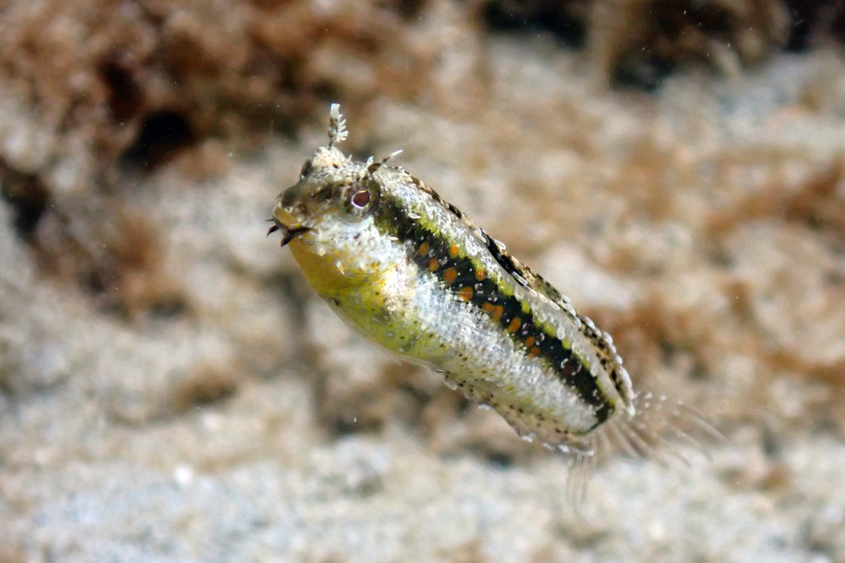 Floral Fangblenny – ハタタテギンポ