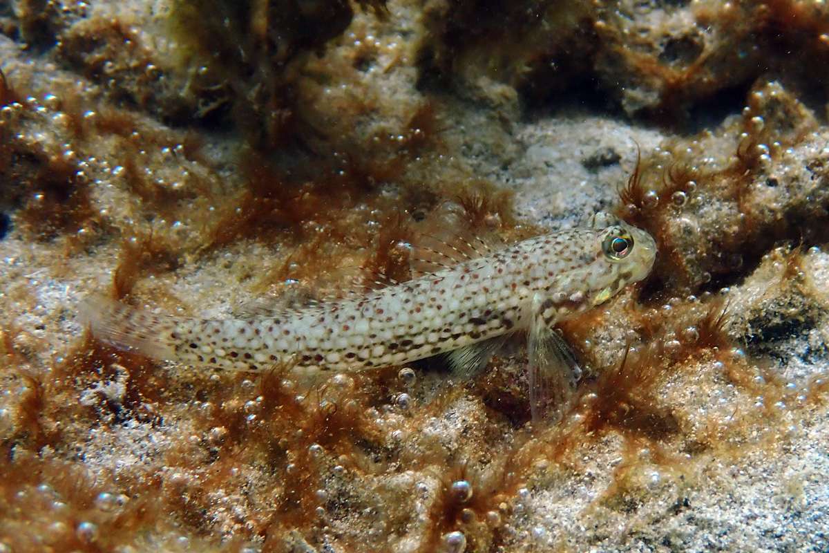 Istigobius sp.