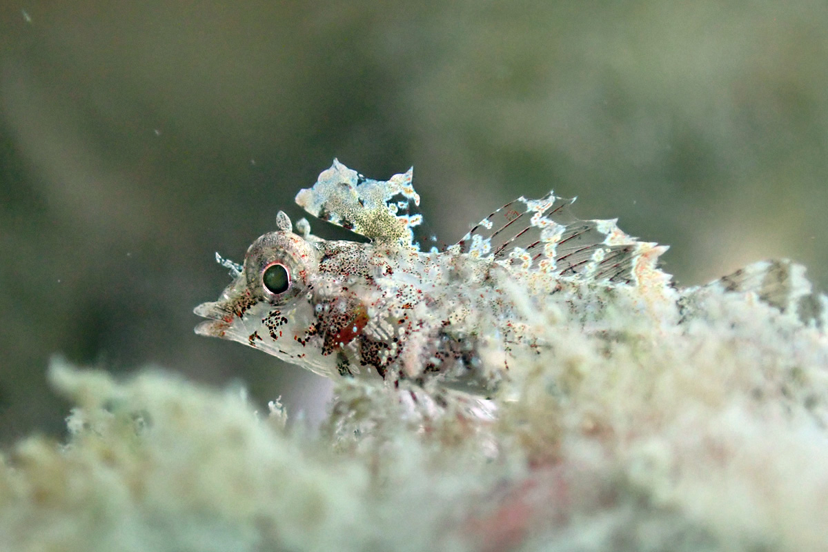 Miracle Triplefin – シマヒレヘビギンポ