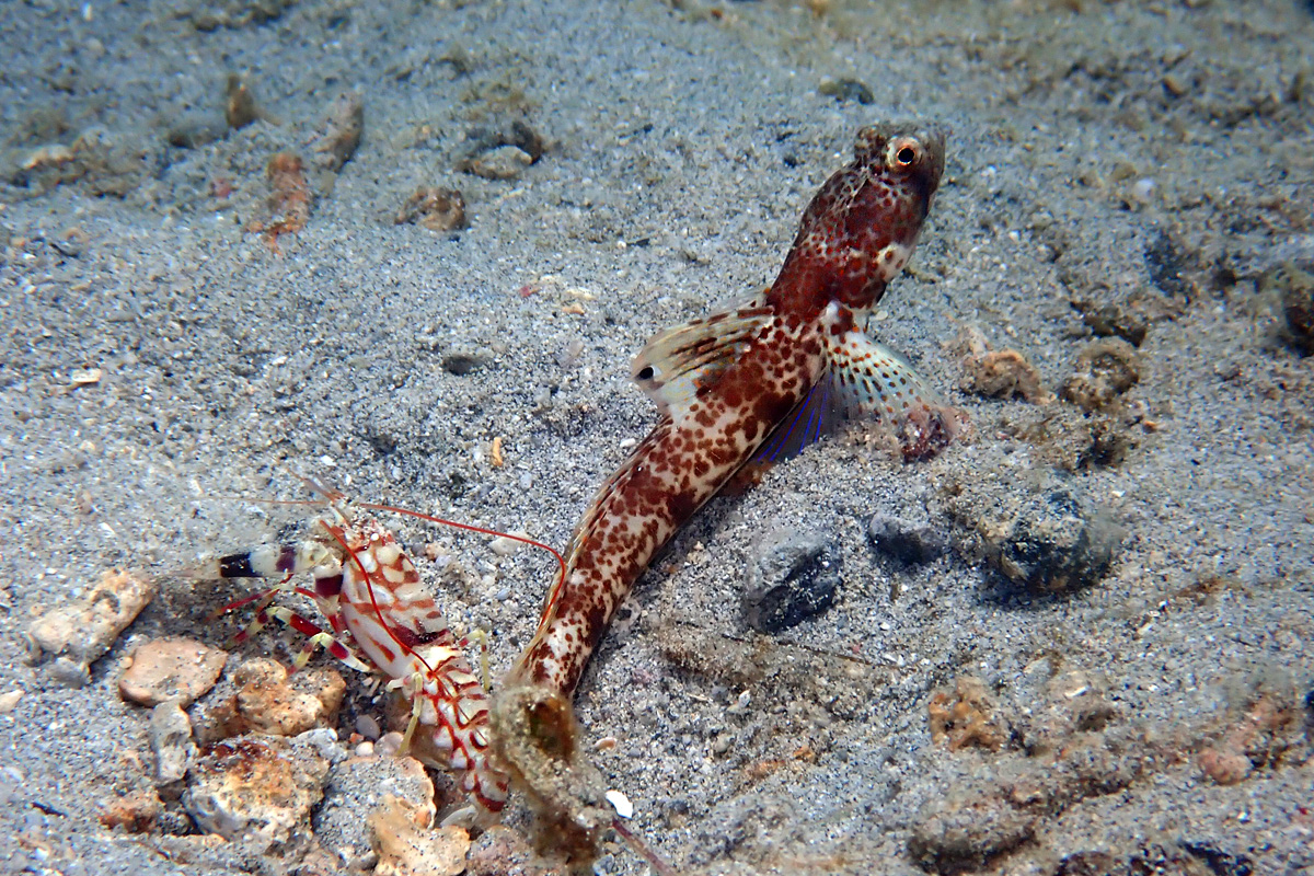 Monster Shrimpgoby – オニハゼ