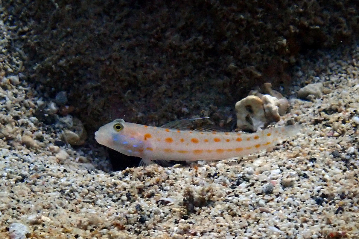 Orangespotted Glidergoby – オトメハゼ