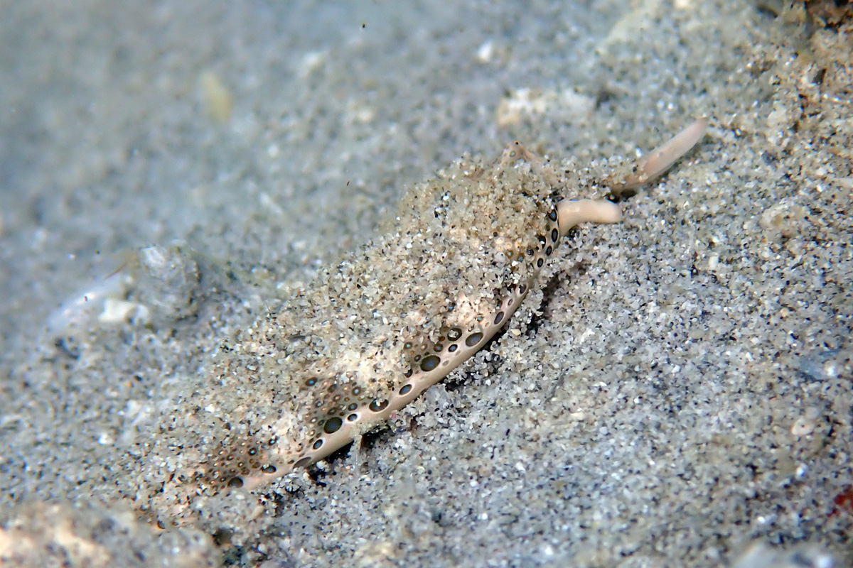 Ringed Sapsucking Slug – チドリミドリガイ