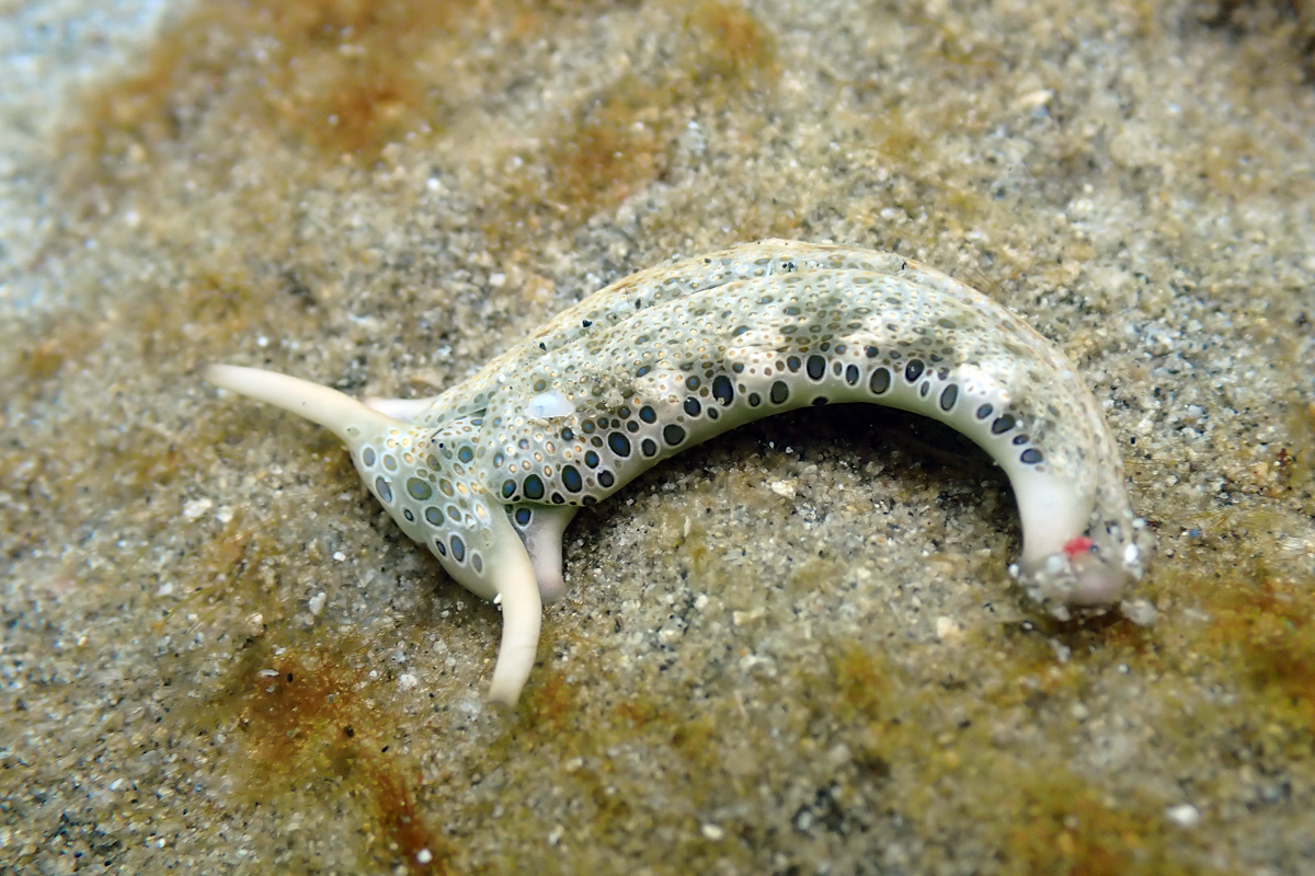 Ringed Sapsucking Slug – チドリミドリガイ
