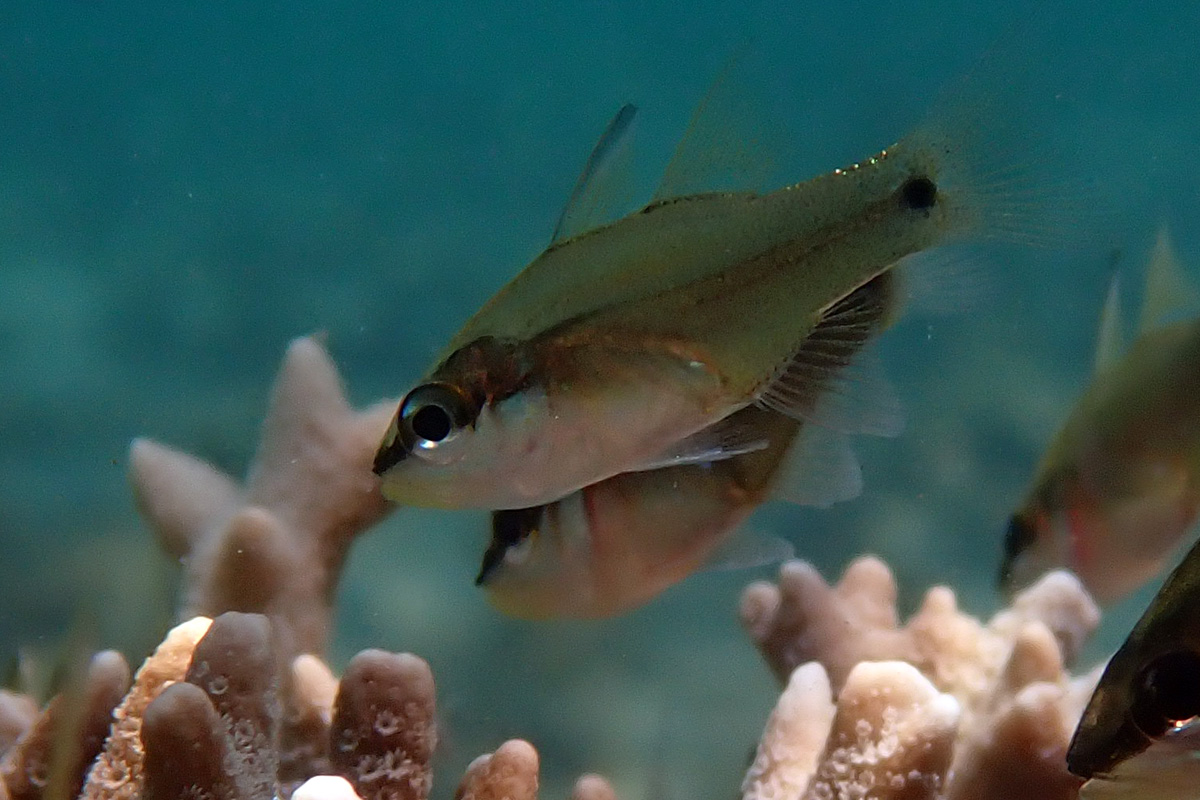 Sangi Cardinalfish