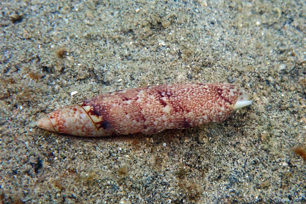 Terebellum Conch – トンボガイ