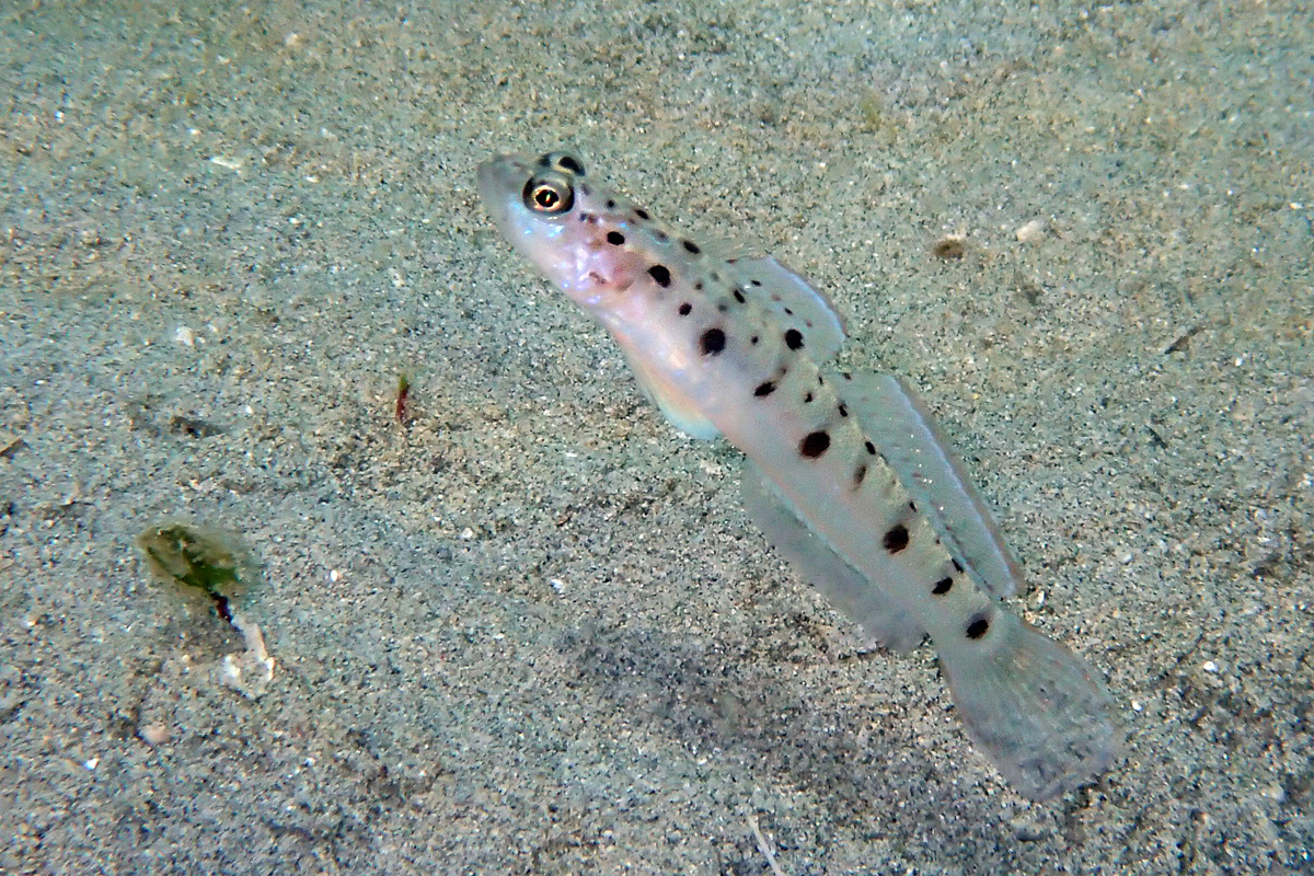 Twinspot Shrimpgoby – シマオリハゼ