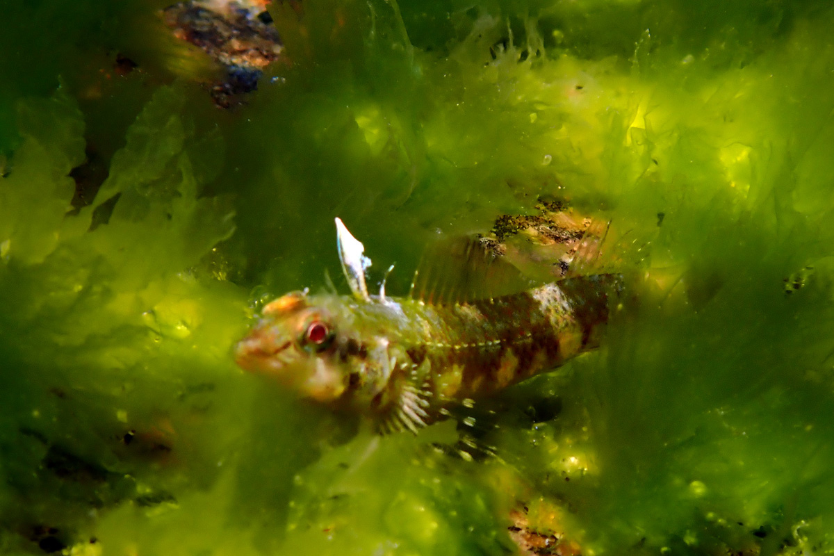 White Banded Triplefin – ヘビギンポ