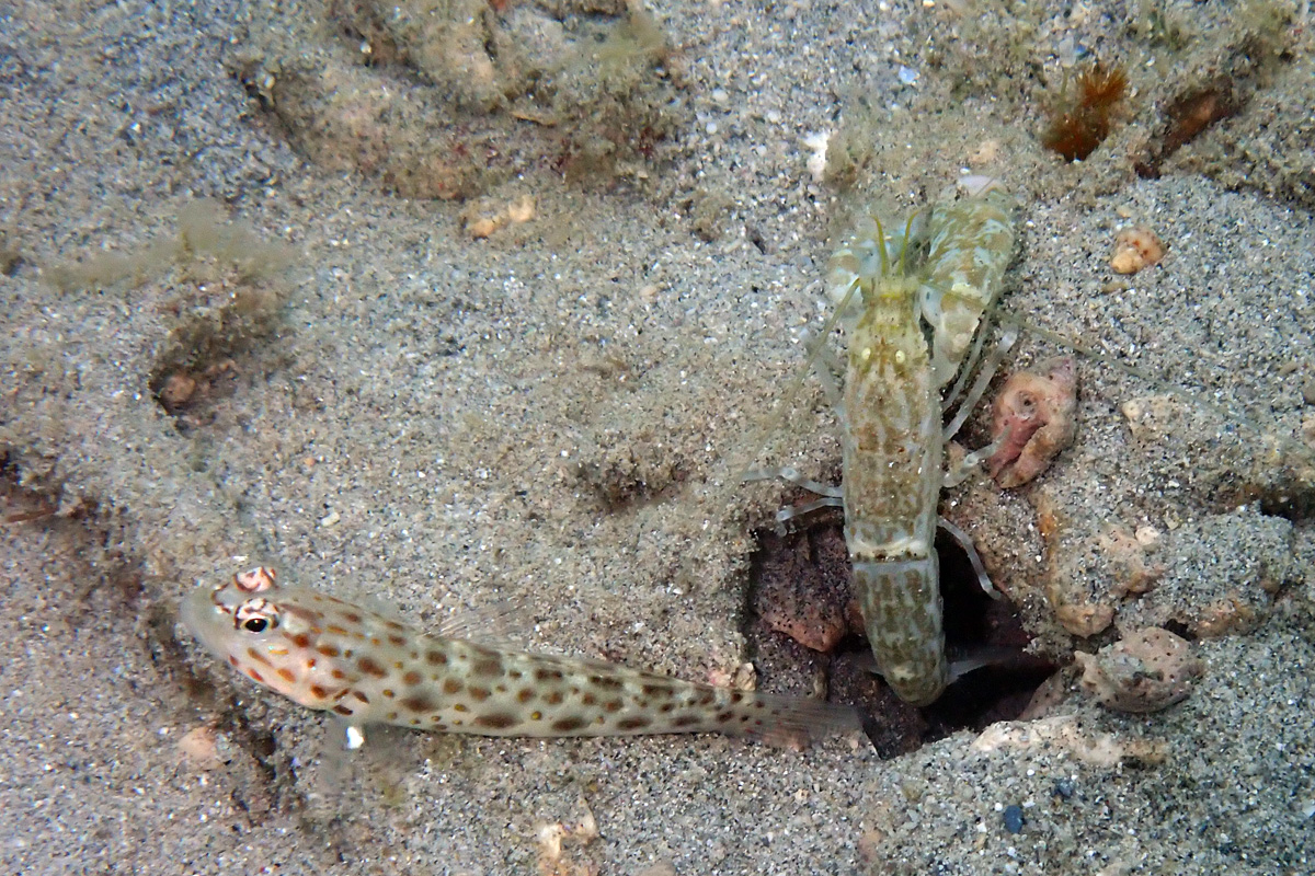 Alpheus Snapping Shrimp