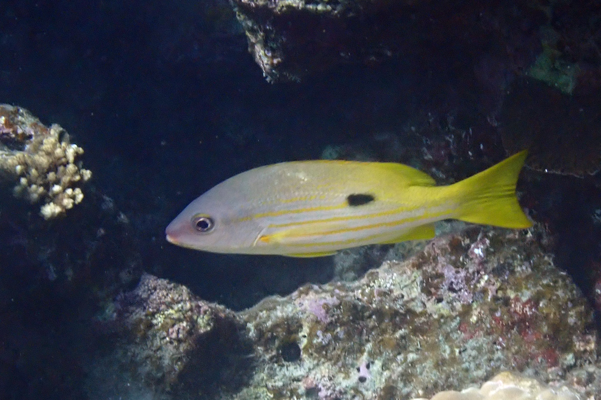 Blackspot Snapper – ニセクロホシフエダイ