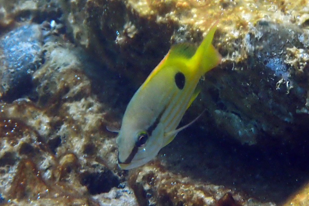 Blackspot Snapper – ニセクロホシフエダイ