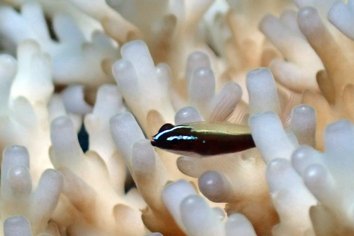 Redbelly Dwarfgoby – ソメワケイソハゼ