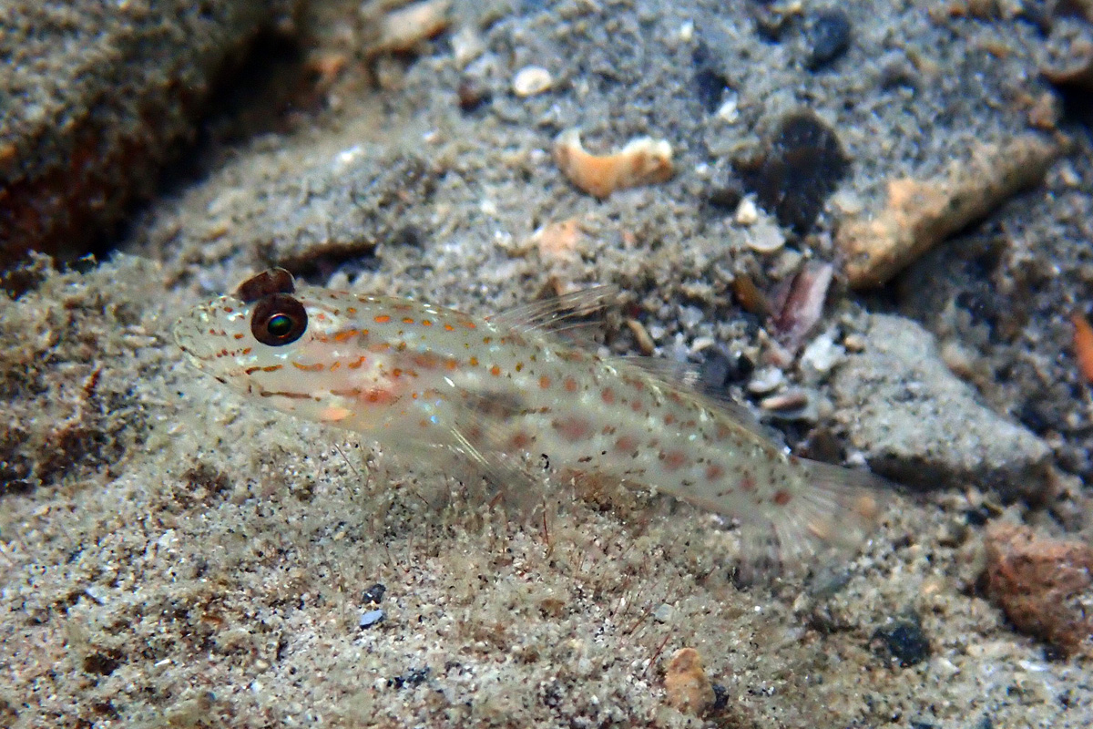 Saffron Shrimp-goby – ホホスジシノビハゼ